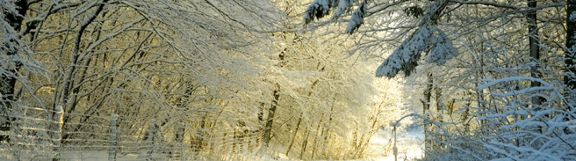winterdienstshutterstockE.-Petersen.jpg